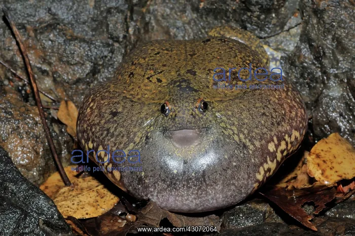 : Truncate-snouted burrowing frog : Truncate-snouted burrowing frog