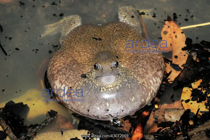 : Truncate-snouted burrowing frog : Truncate-snouted burrowing frog