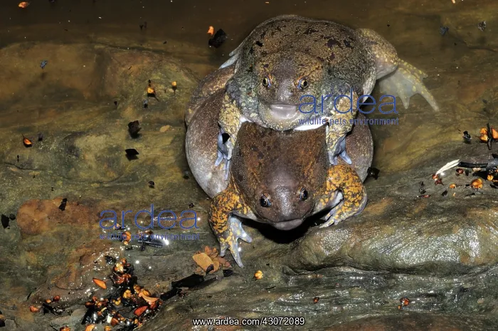 : Truncate-snouted burrowing frog : Truncate-snouted burrowing frog