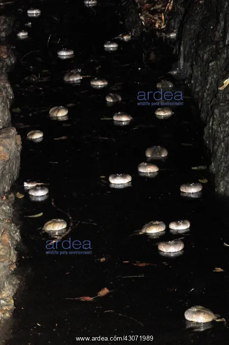 : Truncate-snouted burrowing frogs : Truncate-snouted burrowing frogs