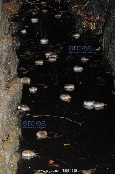 : Truncate-snouted burrowing frogs : Truncate-snouted burrowing frogs