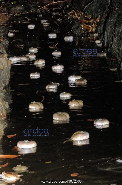 : Truncate-snouted burrowing frogs : Truncate-snouted burrowing frogs