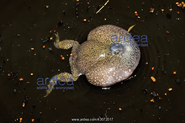 : Truncate-snouted burrowing frogs : Truncate-snouted burrowing frogs