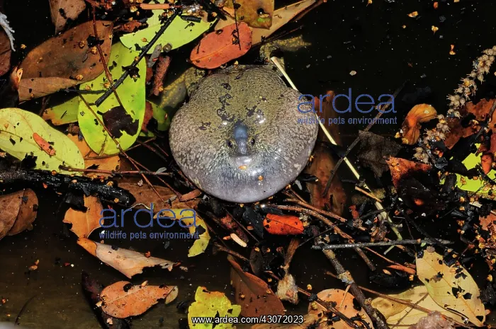 : Truncate-snouted burrowing frogs : Truncate-snouted burrowing frogs