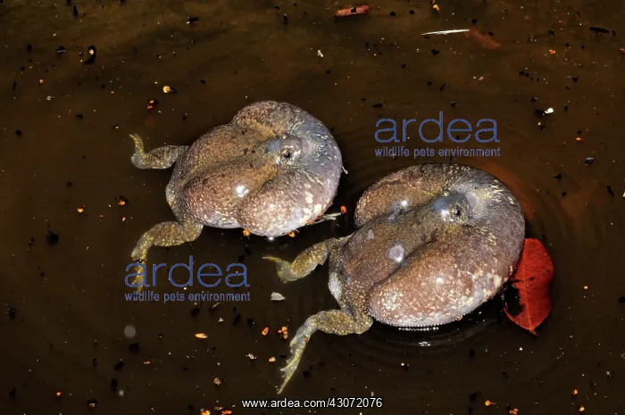 : Truncate-snouted burrowing frogs : Truncate-snouted burrowing frogs