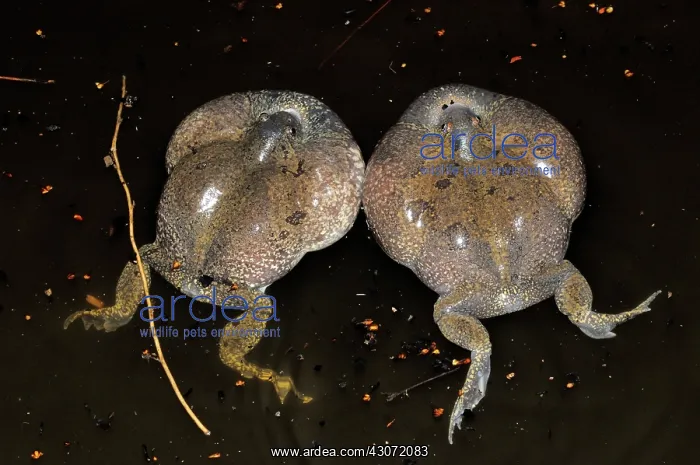 : Truncate-snouted burrowing frogs : Truncate-snouted burrowing frogs