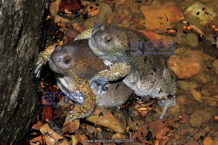 : Truncate-snouted burrowing frogs : Truncate-snouted burrowing frogs
