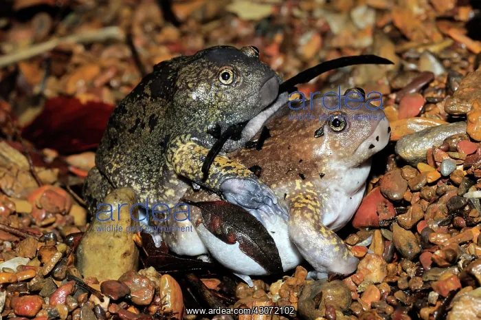 : Truncate-snouted burrowing frogs : Truncate-snouted burrowing frogs
