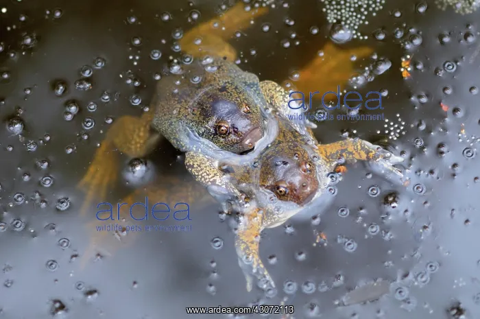 : Truncate-snouted burrowing frogs : Truncate-snouted burrowing frogs