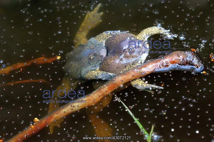 : Truncate-snouted burrowing frogs : Truncate-snouted burrowing frogs