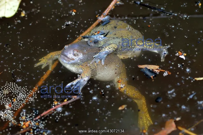: Truncate-snouted burrowing frogs : Truncate-snouted burrowing frogs