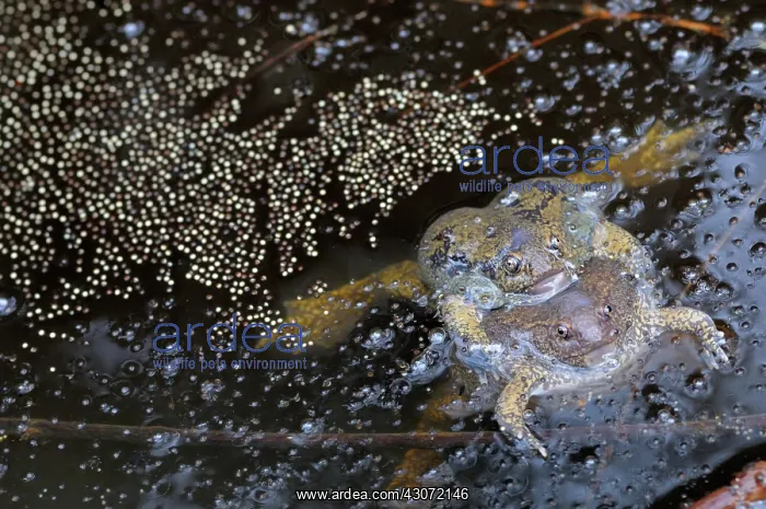 : Truncate-snouted burrowing frogs : Truncate-snouted burrowing frogs