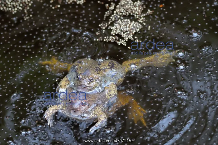 : Truncate-snouted burrowing frogs : Truncate-snouted burrowing frogs