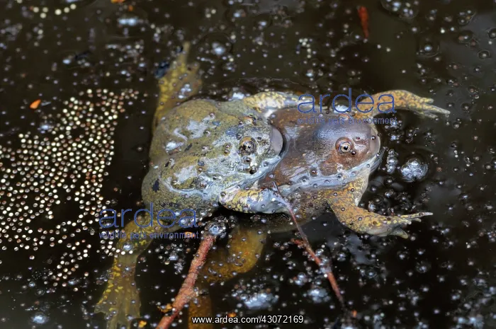 : Truncate-snouted burrowing frogs : Truncate-snouted burrowing frogs