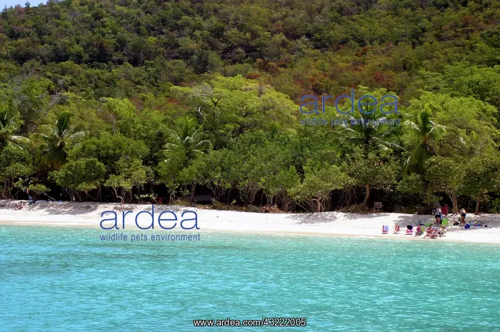 : Trunk Bay on St. John in the US Virgin Islands : Trunk Bay on St. John in the US Virgin Islands