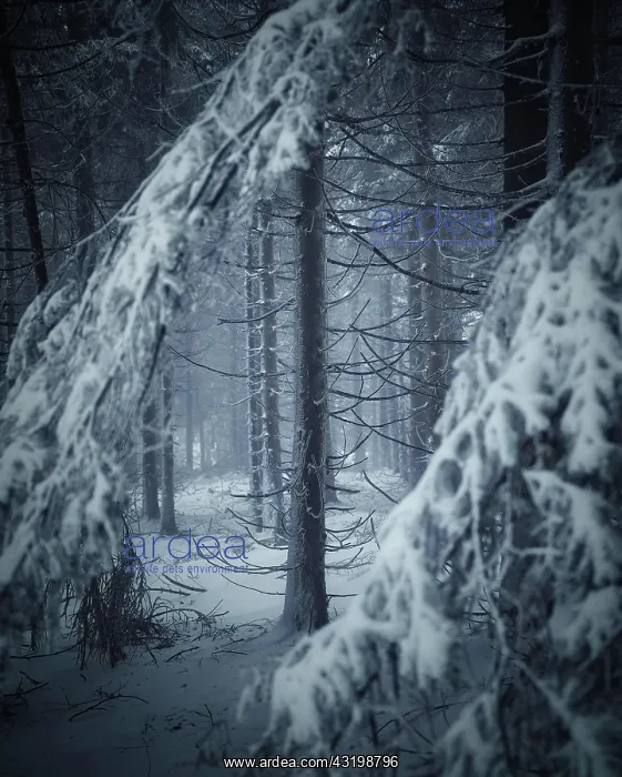 : Trunk and branches of conifer in winter, Schneekopf : Trunk and branches of conifer in winter, Schneekopf
