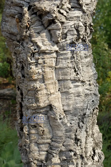: Trunk of cork oak - Eden Project : Trunk of cork oak - Eden Project