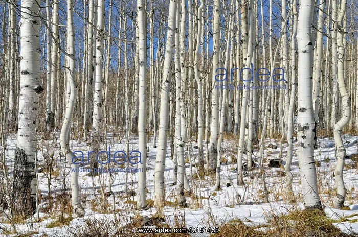 : Trunks of Common Aspen or Quaking Aspen (Populus : Trunks of Common Aspen or Quaking Aspen (Populus