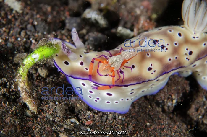 : Tryons Nudibranch - with Emperor Shrimp (Zenopontonia rex) : Tryons Nudibranch - with Emperor Shrimp (Zenopontonia rex)
