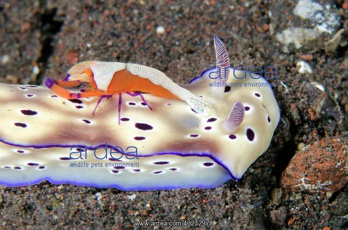 : Tryons Nudibranch - with Emperor Shrimp (Zenopontonia rex) : Tryons Nudibranch - with Emperor Shrimp (Zenopontonia rex)