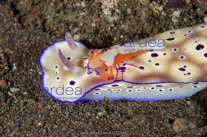 : Tryons Nudibranch - with Emperor Shrimp (Zenopontonia rex) : Tryons Nudibranch - with Emperor Shrimp (Zenopontonia rex)