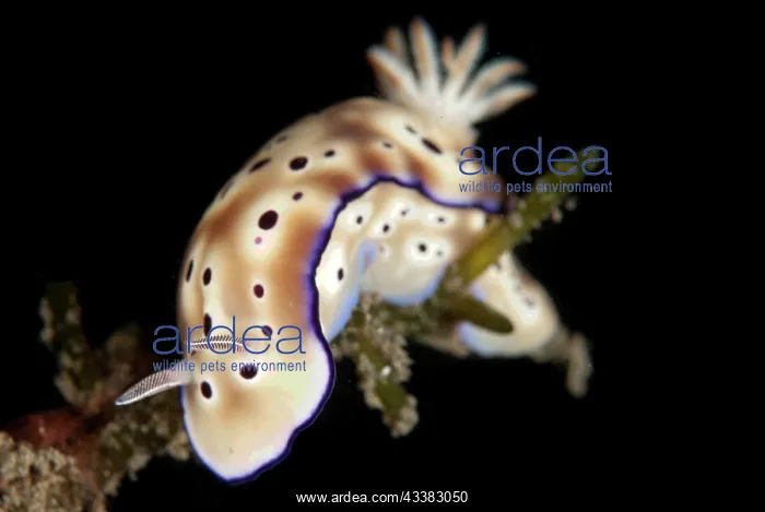: Tryon's Risbecia Nudibranch : Tryon's Risbecia Nudibranch