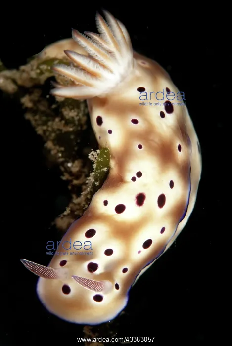 : Tryon's Risbecia Nudibranch : Tryon's Risbecia Nudibranch