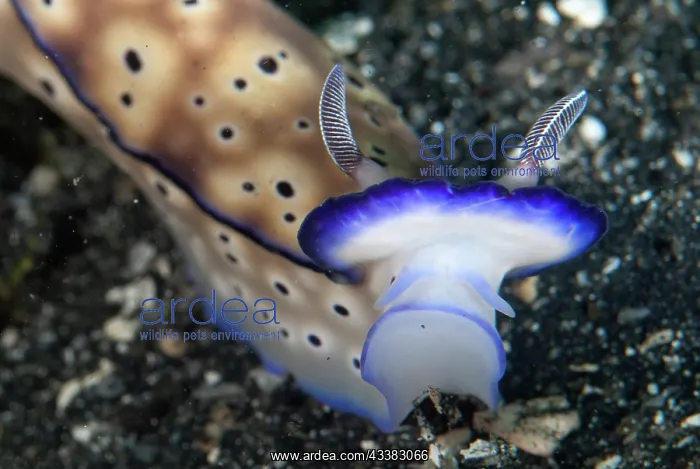 : Tryon's Risbecia Nudibranch : Tryon's Risbecia Nudibranch