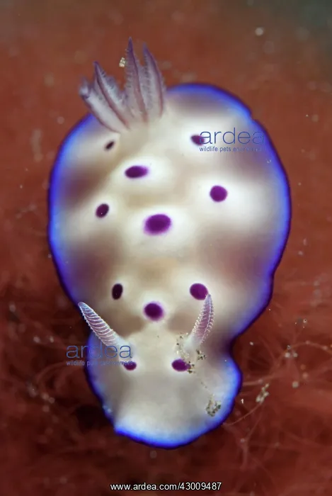 : Tryon's Risbecia Nudibranch on red coral Jiko Lemong : Tryon's Risbecia Nudibranch on red coral Jiko Lemong