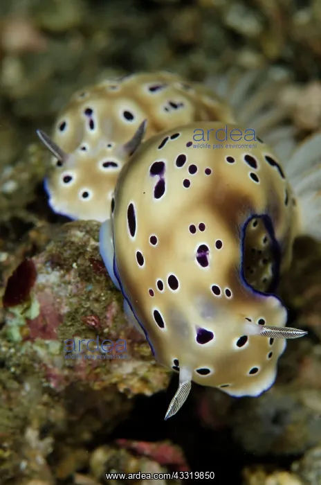 : Tryon's Risbecia Nudibranches - pair : Tryon's Risbecia Nudibranches - pair