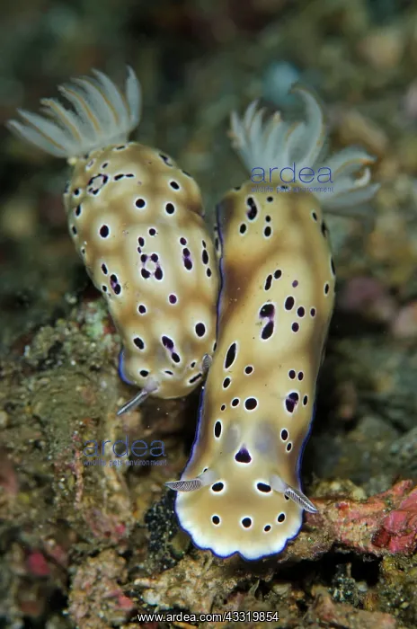 : Tryon's Risbecia Nudibranches - pair : Tryon's Risbecia Nudibranches - pair