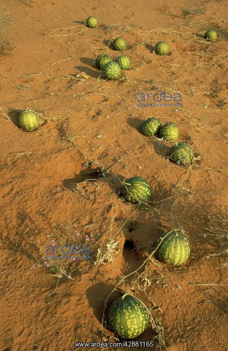 : Tsamma - Food and liquid for all kinds of animals; : Tsamma - Food and liquid for all kinds of animals;