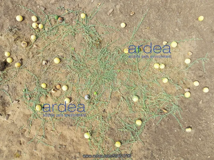: Tsamma melon (Citrullus species) in the Namib Desert : Tsamma melon (Citrullus species) in the Namib Desert