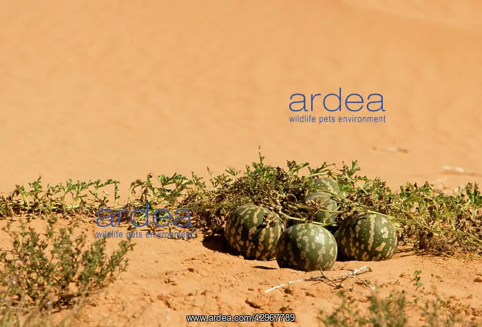 : Tsamma Melon on Red Kalahari Sand : Tsamma Melon on Red Kalahari Sand