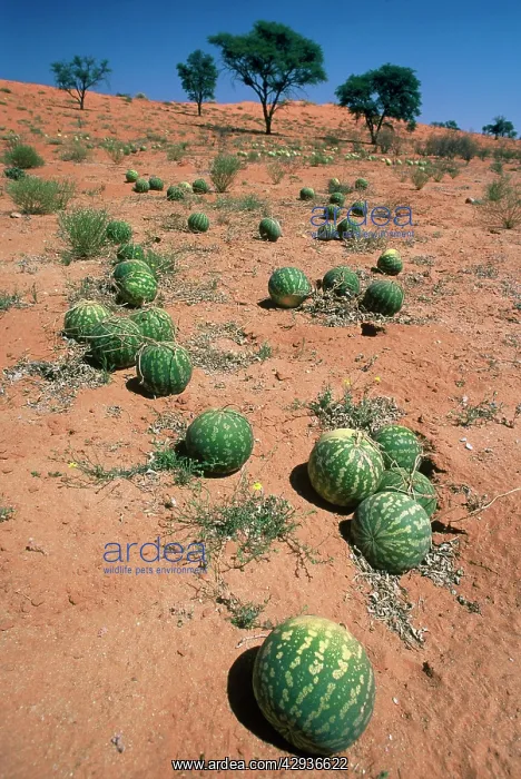 : Tsamma melons littering the dune surface after : Tsamma melons littering the dune surface after
