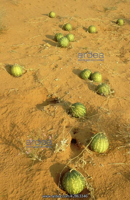 : Tsamma - source of food and water for all kinds : Tsamma - source of food and water for all kinds