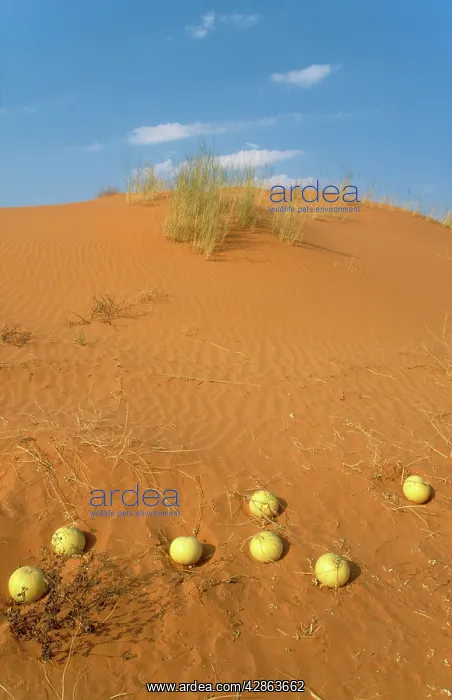 : Tsamma - source of food and water for all kinds : Tsamma - source of food and water for all kinds
