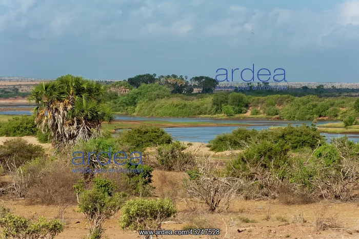 : Tsavo River, Tsavo East National Park, Kenya : Tsavo River, Tsavo East National Park, Kenya