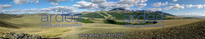 : Tschuja Steppe and Sailughem Mountains, Altai Republic : Tschuja Steppe and Sailughem Mountains, Altai Republic
