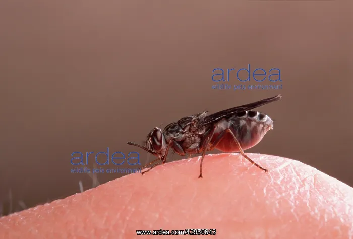 : Tse-tse / Tsetse Fly - feeding on a hand : Tse-tse / Tsetse Fly - feeding on a hand