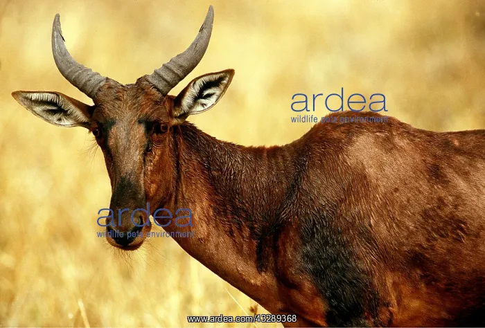 : TSESSEBE - close-up of head and shoulder : TSESSEBE - close-up of head and shoulder