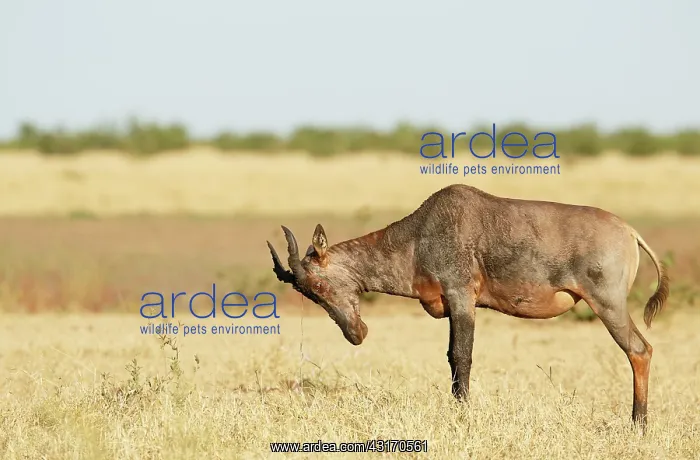 : Topi. Tsessebe (Damaliscus lunatus) marking grass with secretions : Topi. Tsessebe (Damaliscus lunatus) marking grass with secretions