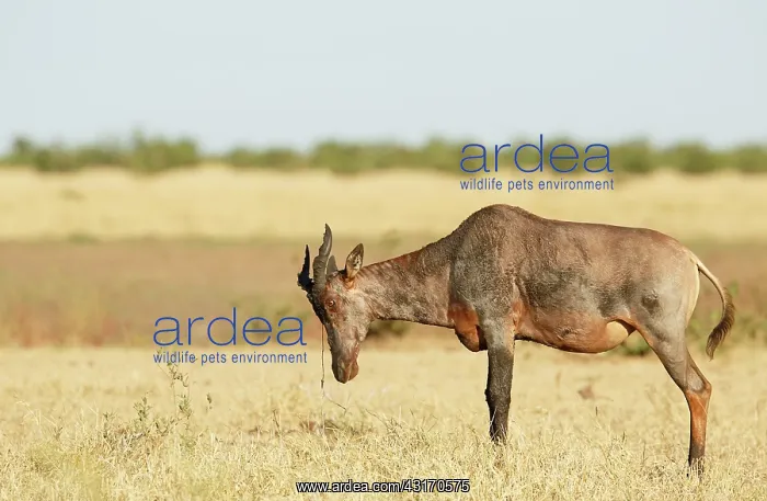 : Topi. Tsessebe (Damaliscus lunatus) marking grass with secretions : Topi. Tsessebe (Damaliscus lunatus) marking grass with secretions