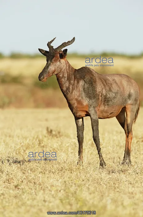: Topi. Tsessebe (Damaliscus lunatus) standing ond grassland : Topi. Tsessebe (Damaliscus lunatus) standing ond grassland