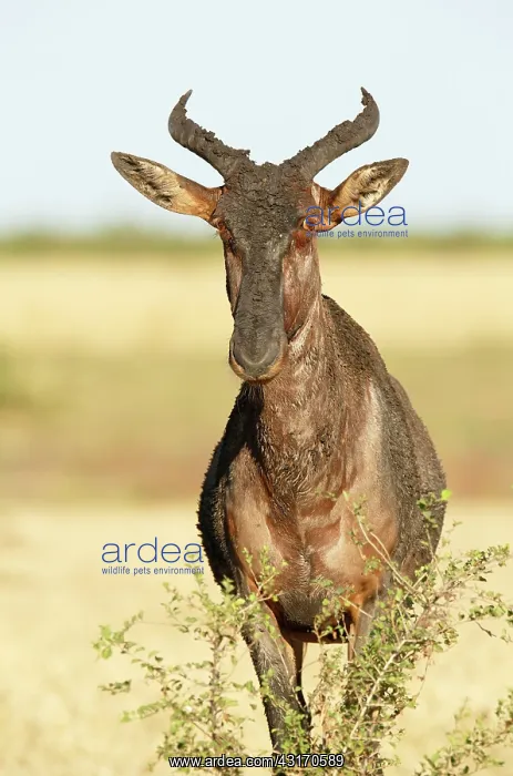 : Topi. Tsessebe (Damaliscus lunatus) standing behind shrubs : Topi. Tsessebe (Damaliscus lunatus) standing behind shrubs