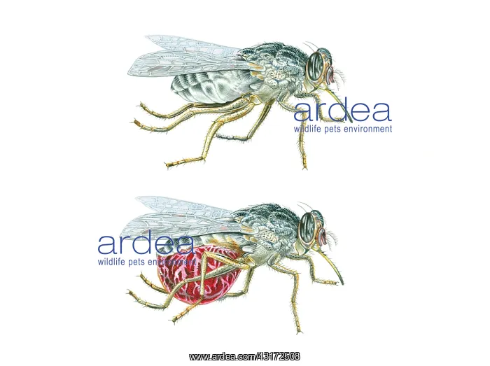 : Tsetse Fly before and after blood-sucking : Tsetse Fly before and after blood-sucking