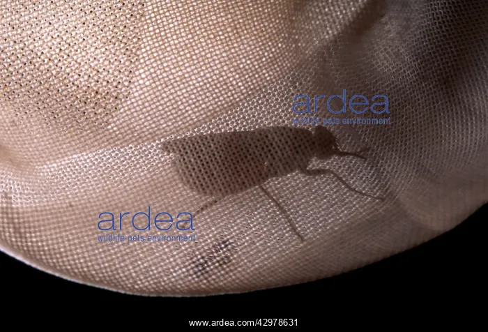 : Tsetse fly - Caught in a net : Tsetse fly - Caught in a net