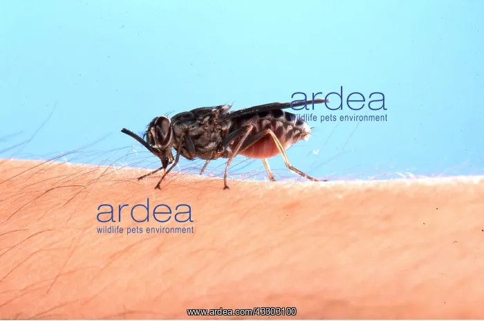 : TSETSE FLY - close up on human skin sucking blood : TSETSE FLY - close up on human skin sucking blood
