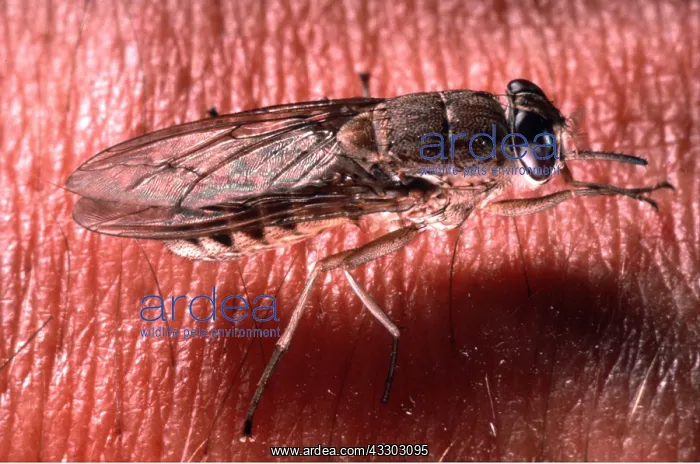 : TSETSE FLY - close-up on human skin : TSETSE FLY - close-up on human skin