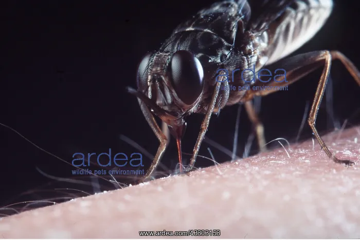 : TSETSE FLY - close-up sucking blood on human skin : TSETSE FLY - close-up sucking blood on human skin